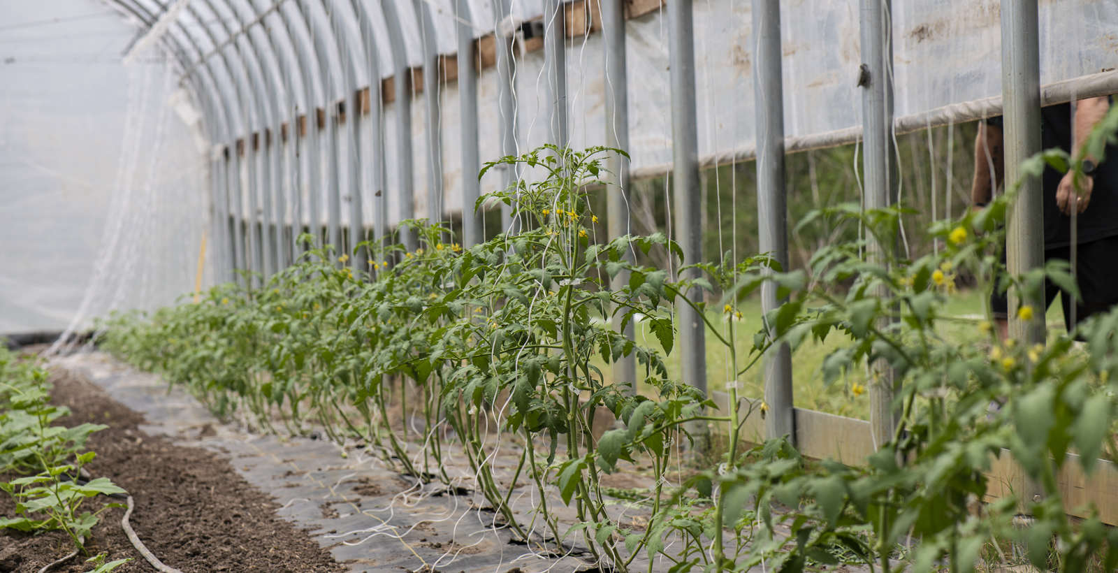 Tomatoes in a high-tunnel